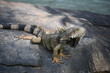 Iguana Lizard with a Striped Tail and Big Claws