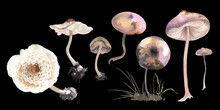 Watercolor Set Of Poisonous Mushrooms On Black Background