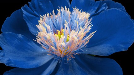 Wall Mural - Beautiful blue peony flower blooming on black background. Mothers Day concept. Holiday, love, birthday design backdrop