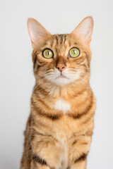  Close-up portrait of a cat on a white background.