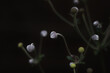Anemone flower-bud unopened on a dark background