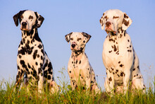 Group Of Dalmatians In Front Of Blue Sky