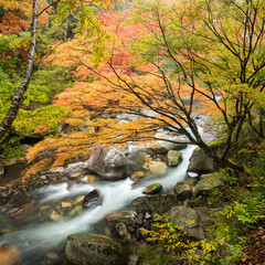 Wall Mural - shosenkyo gorge, kofu, yamanashi prefecture, japan