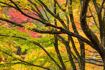 Wall Mural - colorful maple trees in autumn season, japan