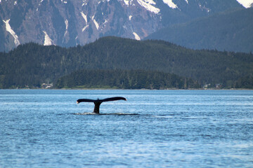 Wall Mural - Humpback Whale in Auke Bay, Alaska