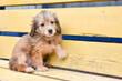 a small fluffy puppy sits on a yellow bench