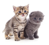 Fototapeta Koty - Two small cats.