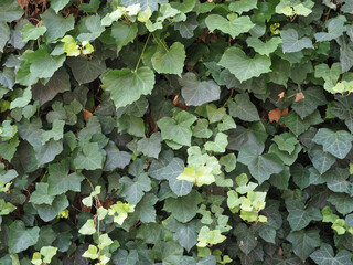 Poster - ivy plant background