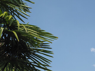 Poster - palm tree over blue sky copy space