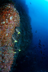 Wall Mural - Prionurus laticlavius are eating on the coral. Nice shoal of surgeonfish during dive. Malpelo marine reserve. 