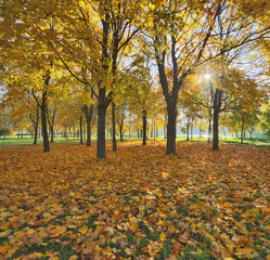 Wall Mural - gold leaves in fron of autumn maple bright trees