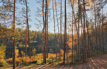 Wall Mural - golden trees in forest near small lake