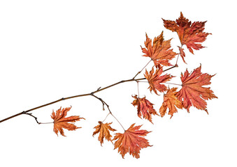 Wall Mural - dried maple tree orange small branch on white
