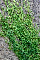 Wall Mural - green moss on stone wall