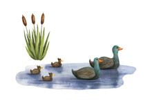 Watercolor Illustration, Ducks With Ducklings In Pond, Cattail On Bank. Design Elements.