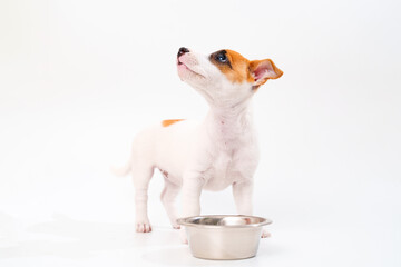 Wall Mural - hungry jack russell terrier puppy with a bowl for water or food on a white.