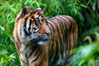 Close-up of a Sumatran tiger in jungle