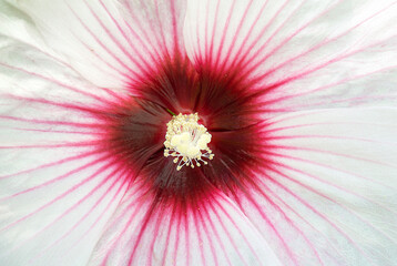 Canvas Print - Dark pink hibiscus flower on a light background