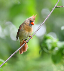 Wall Mural - red cardinals standing on the spring green tree branch