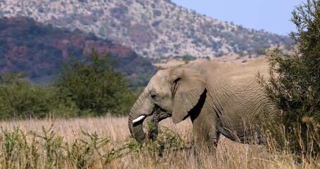 Wall Mural - african elephant in pilanesberg south africa wildlife safari.