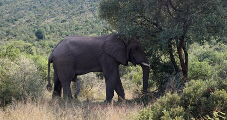 Wall Mural - wild african elephant ready for mating, south africa
