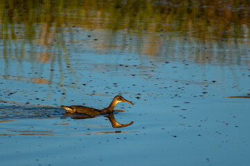 Wall Mural - Swimming Clapper rail