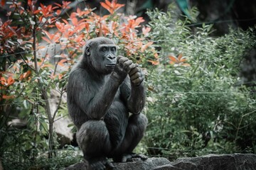 Wall Mural - View of a beautiful gorilla resting in the garden at the zoo