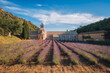 Beautiful lavender field in the foreground and the famous Abbaye Notre-Dame de Sénanque at dusk, Provence, France