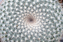 Overhead View Of A Circular Green Spiny Cactus.Round Green Cactus, Prickly Plant, Top View, Lateral View. Tropical Cactus Plants With Sharp Spines Growing. Background Image Of Cactus,Golden Barrel.