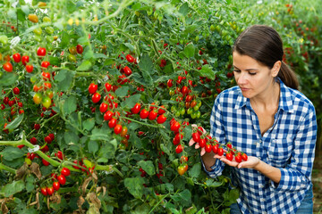 Wall Mural - Positive woman harvesting fresh red cherry tomatoes in greenhouse