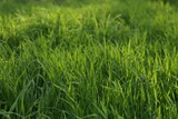 Fototapeta  - Green lawn with fresh grass outdoors on sunny day