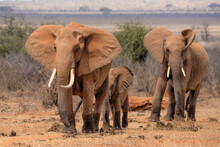 Red African Elephant At Tsavo National Park Kenya