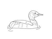 カイツブリ　県鳥（滋賀県）モノクロ