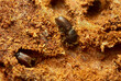 European spruce bark beetles working on fir wood, this insect is a major pest on spruce forests, macro photo with high magnification