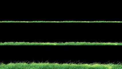 Wall Mural - grass wind strong seamless loop with alpha channel. element footage place on footage or background a