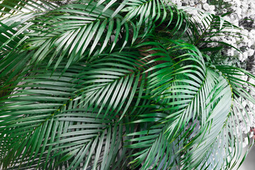 Wall Mural - Tropical Palm leaves background, natural tropical evergreen fresh leaves, floral pattern background