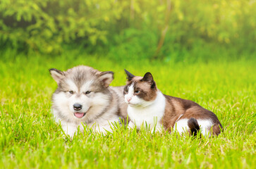 Wall Mural - Alaskan  malamute puppy and siamese kitten lying together on green summer grass