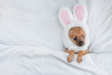Aufkleber - Toy terrier puppy wearing easter rabbits ears sleeps lying on a bed under warm white blanket at home. Empty space for text