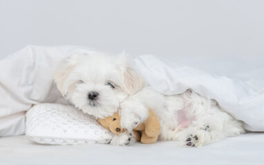 Fototapete - White Lapdog puppy lying under white blanket on a bed at home and hugs favorite toy bear