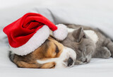 Fototapeta Zwierzęta - Beagle puppy and fluffy kitten sleep under white blanket with a santa hat