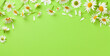Leinwandbild Motiv Chamomile garden flowers on green background