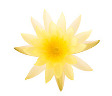 Yellow Water Lily Isolated On White Background