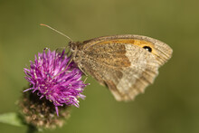 Meadow Brown Butterfly On A Thistle