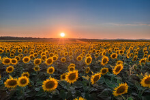 Balatonfuzfo, Hungary - Beautiful Sunset Over A Sunflower Field At Summertime With Clear Blue Sky Near Lake Balaton. Agricultural Background