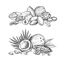 Nuts Mix Vector Isolated On White Background. Engraved Vector Illustration Of Hazelnut, Cocoa, Coconut, Peanut And Other Nuts.