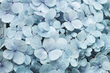 Romantic Light Blue Hydrangea Blooming Cute Flowers With Natural Sun Light Macro