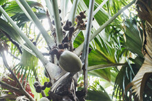 Single Coconut Growing On Palm Tree