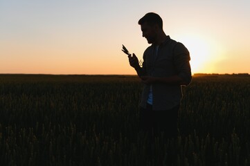 Wall Mural - Closeup shot of a man checking the quality of the wheat spikelets on a sunset in the middle of the golden ripen field. Farm worker examines the ears of wheat before harvesting. Agricultural concept