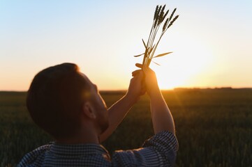 Wall Mural - Closeup of the farmer checking the quality of the new crop at the wheat field. Agricultural worker holds the golden spikelets in his hands assessing their ripe stage. Harvesting concept