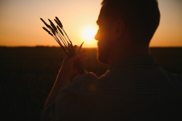 Wall Mural - Closeup shot of a man checking the quality of the wheat spikelets on a sunset in the middle of the golden ripen field. Farm worker examines the ears of wheat before harvesting. Agricultural concept